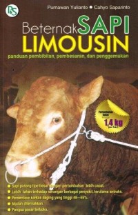 Beternak Sapi Limousin